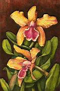 Orchidea15 Cattleya frasquita.jpg